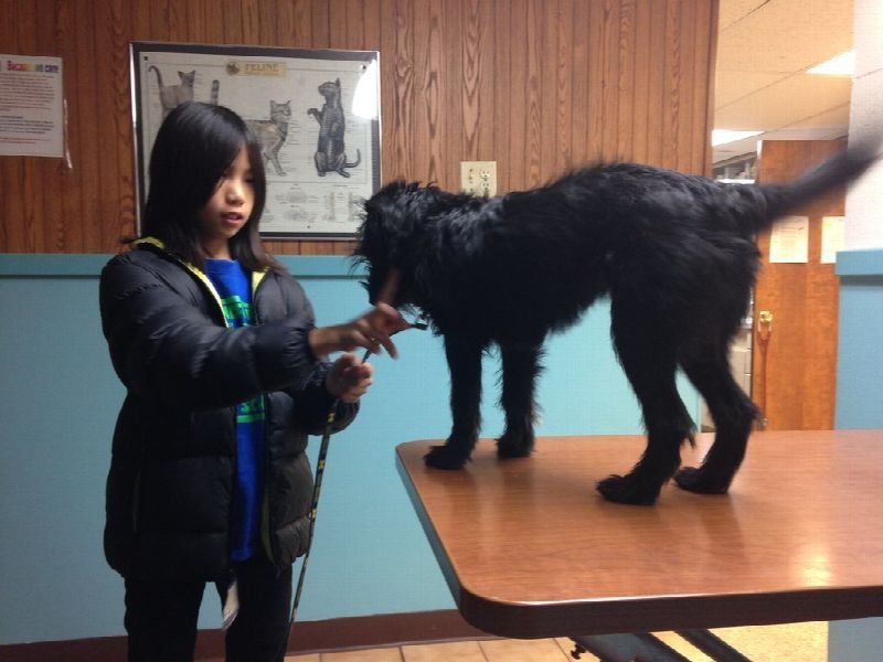 Veterinary staff member examining a black dog on an exam table